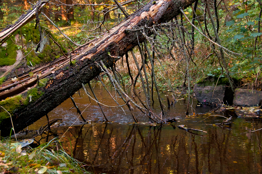 Naturfotohelg10